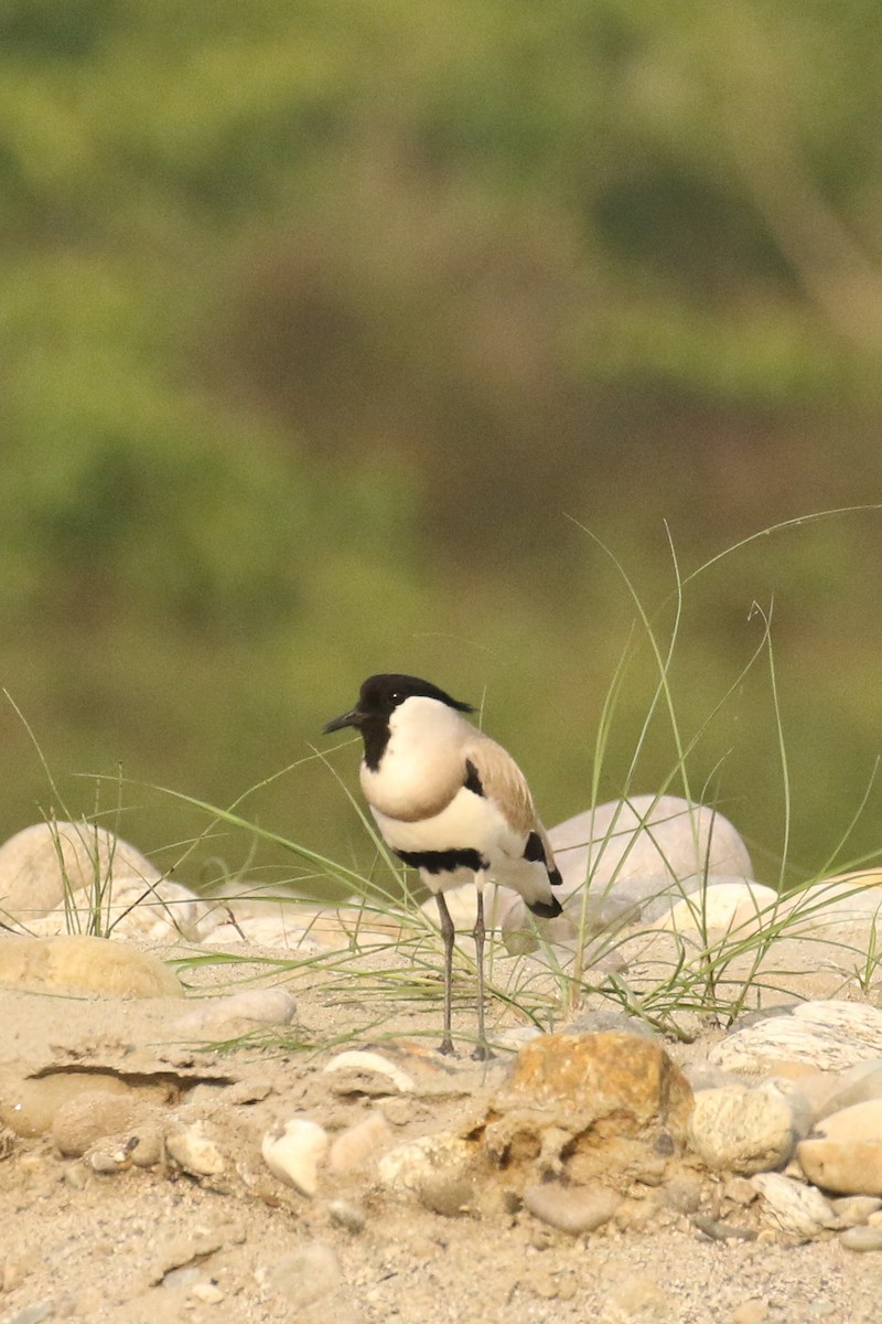 River Lapwing - ML518570451