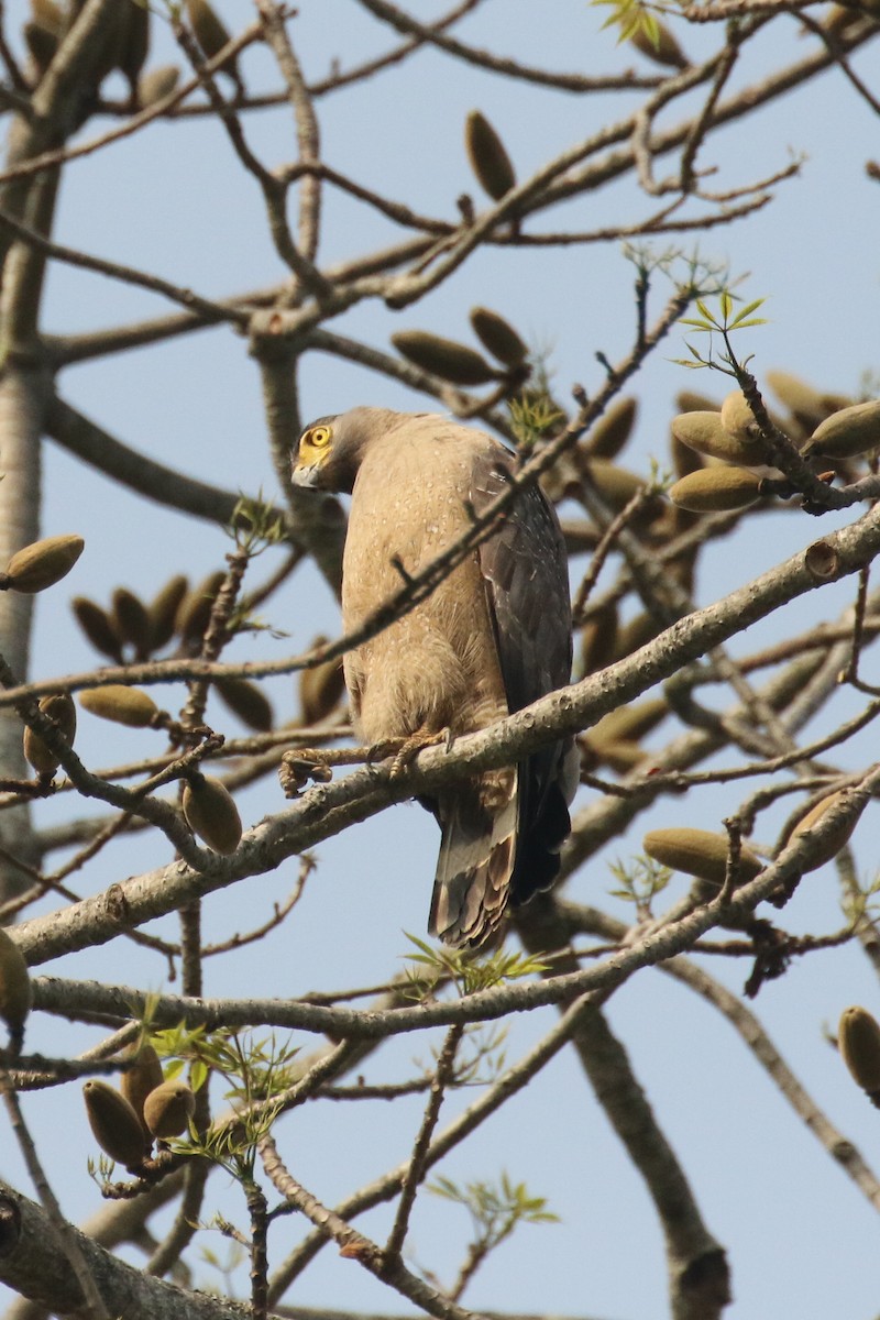 Crested Serpent-Eagle - Frank Thierfelder