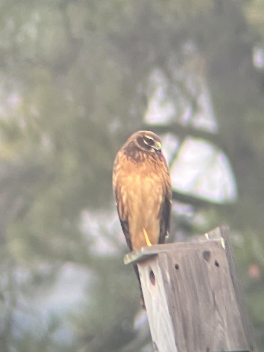 Northern Harrier - ML518570981