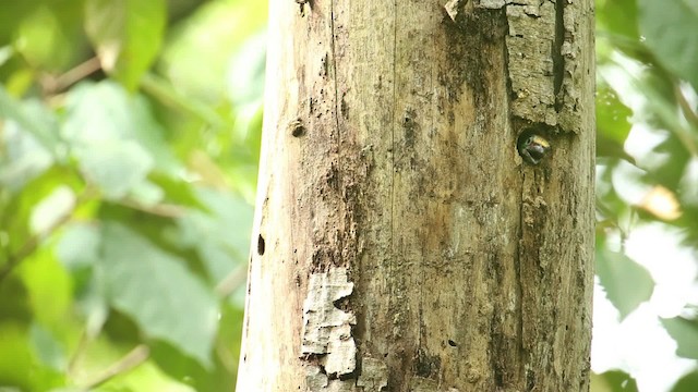 Red-throated Barbet - ML518571