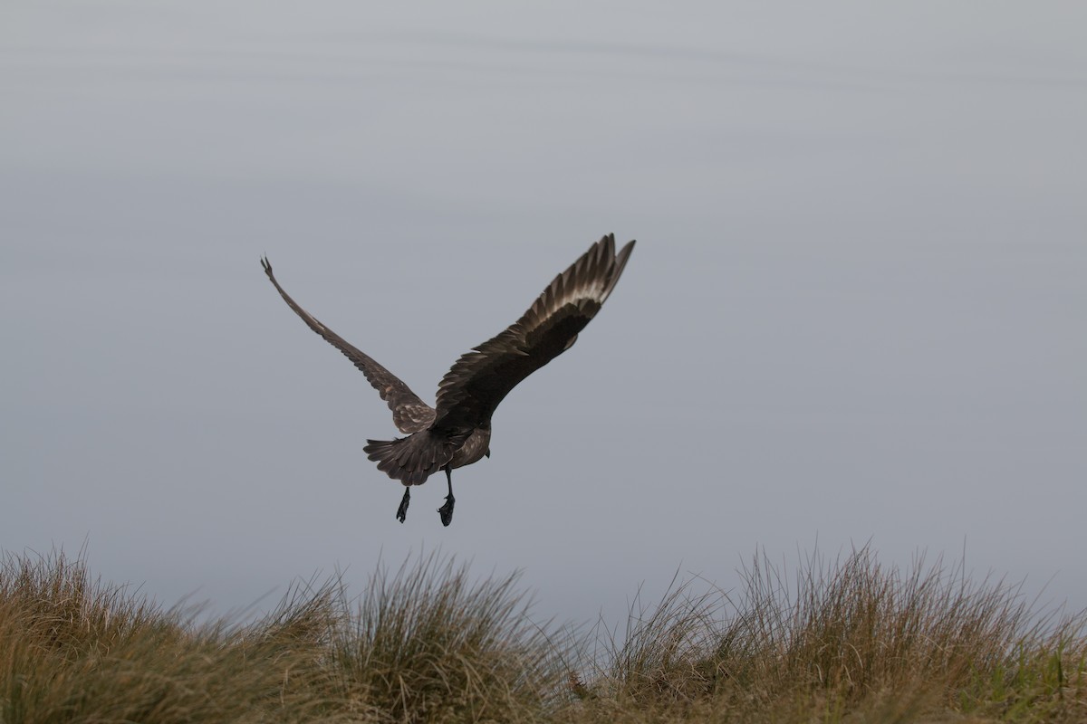 Brown Skua - ML518571141