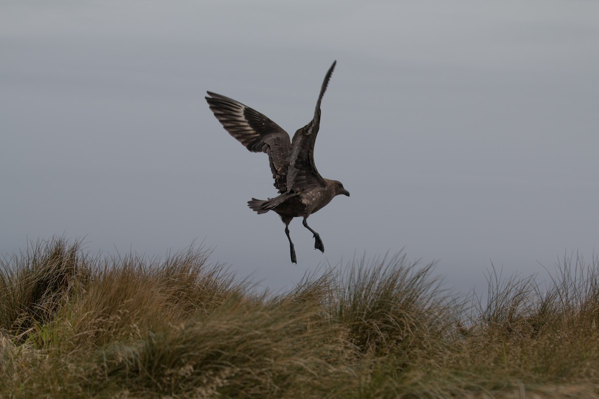 Brown Skua - ML518571151