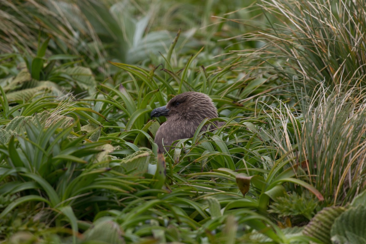 Brown Skua - ML518571161