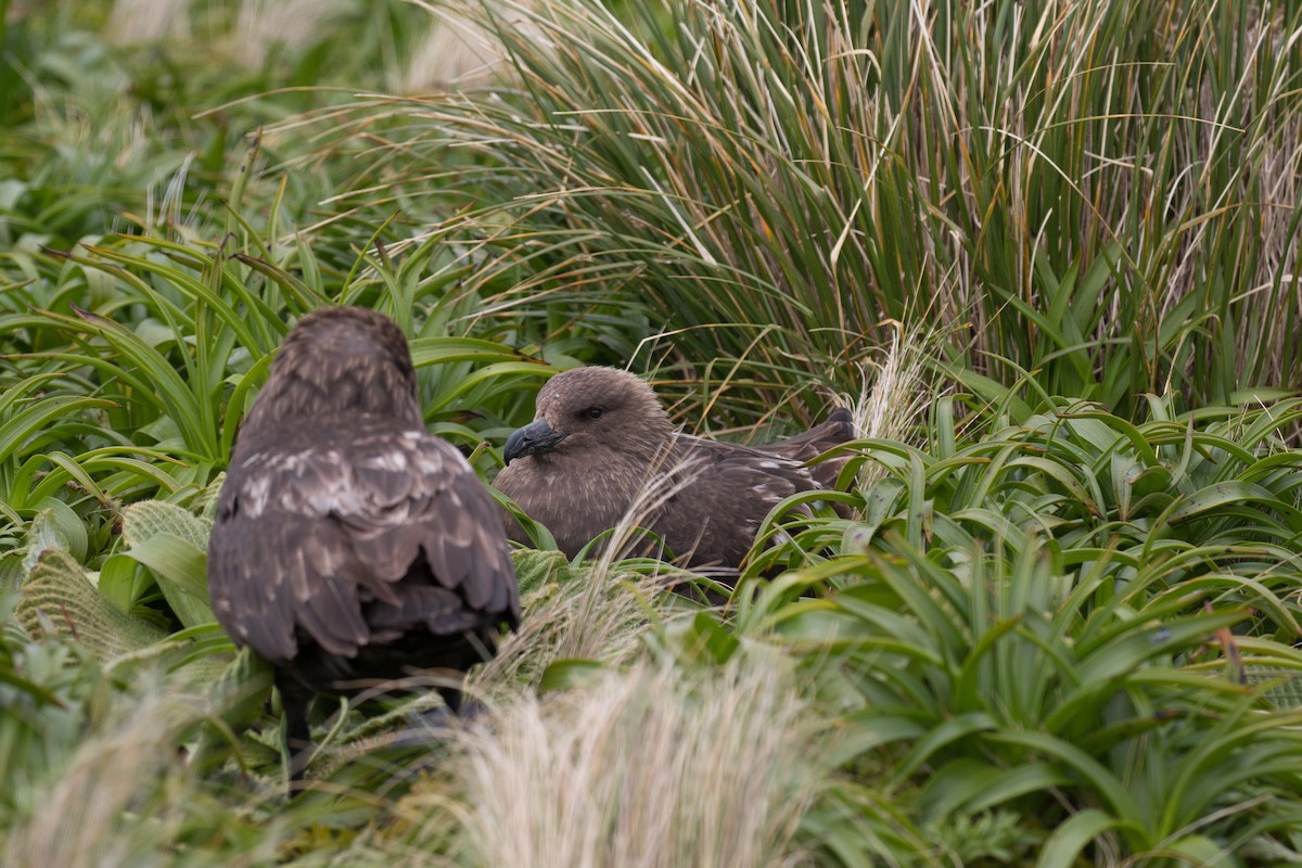 Brown Skua - ML518571171