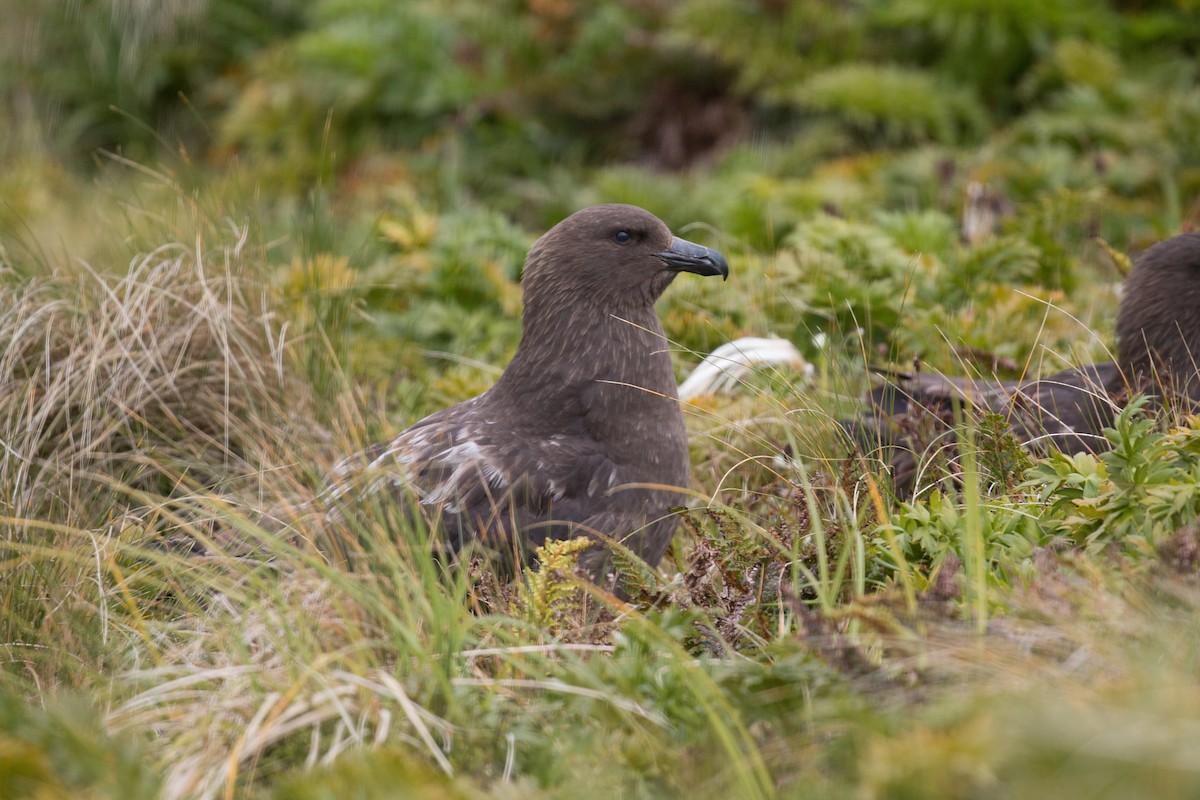 Brown Skua - ML518571181