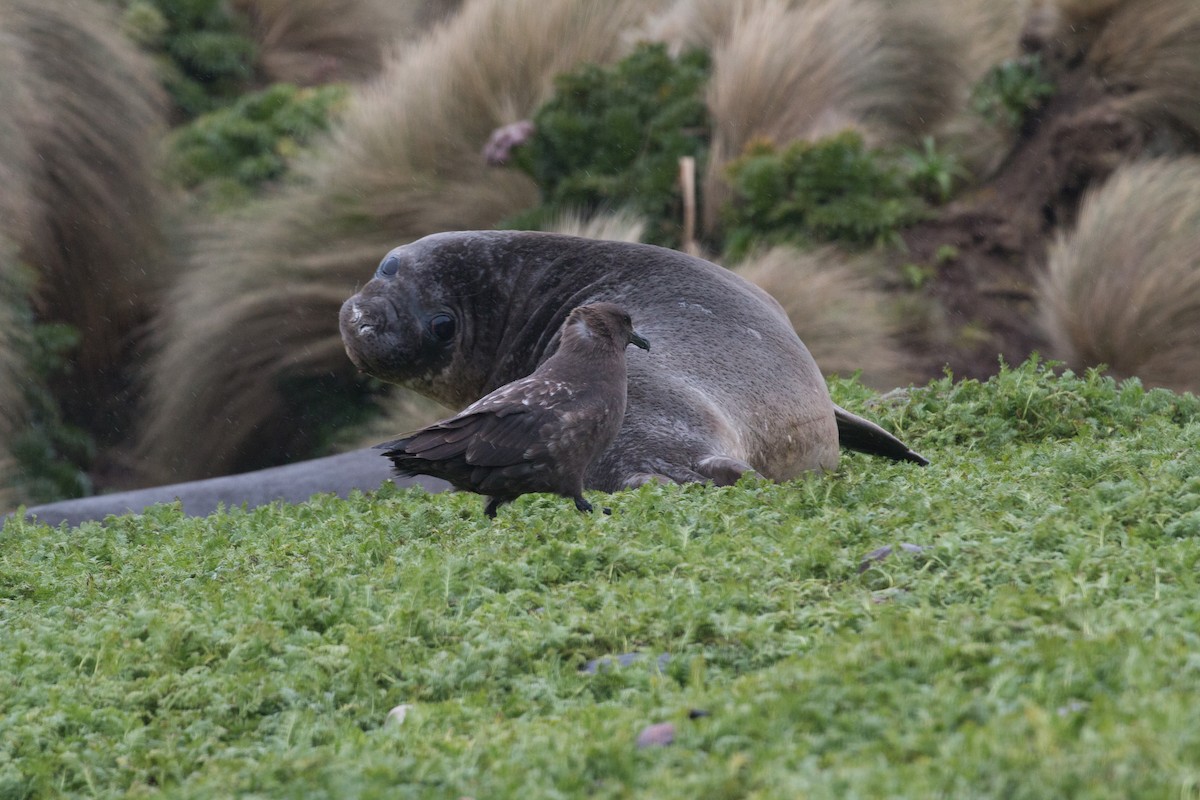 Brown Skua - ML518571191