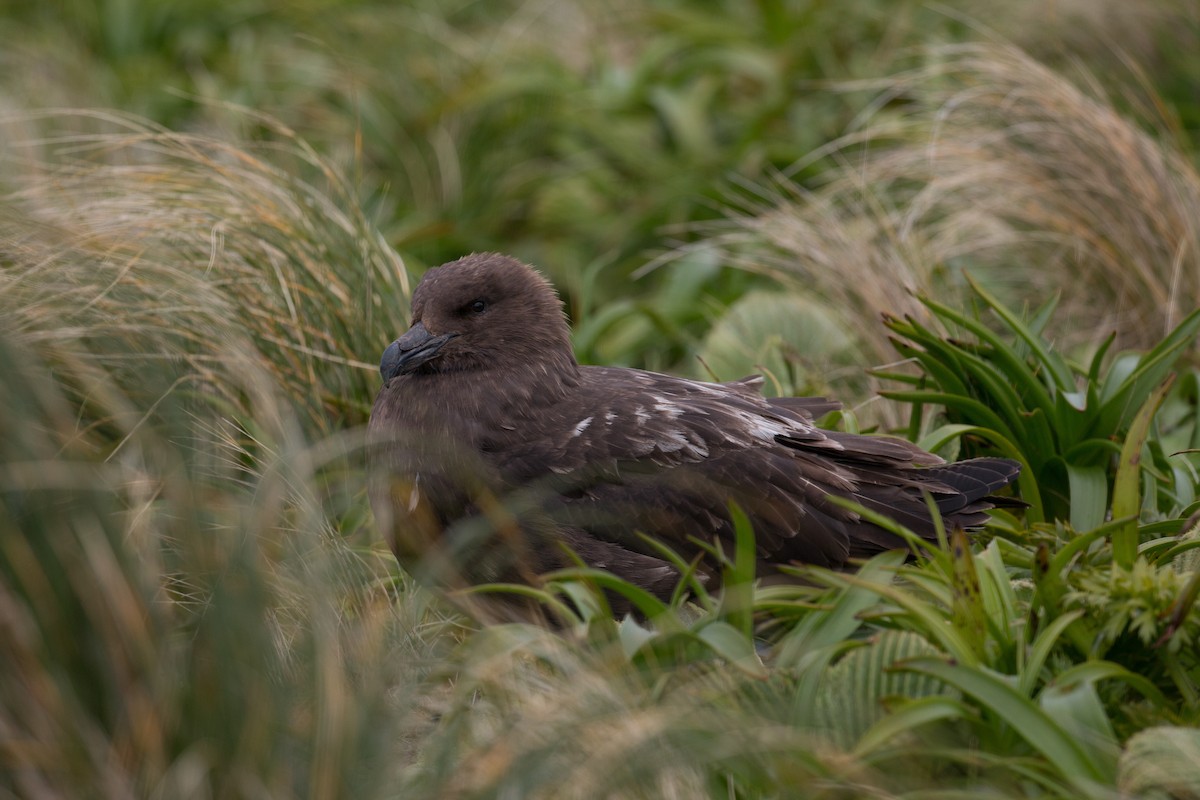 Brown Skua - ML518571201