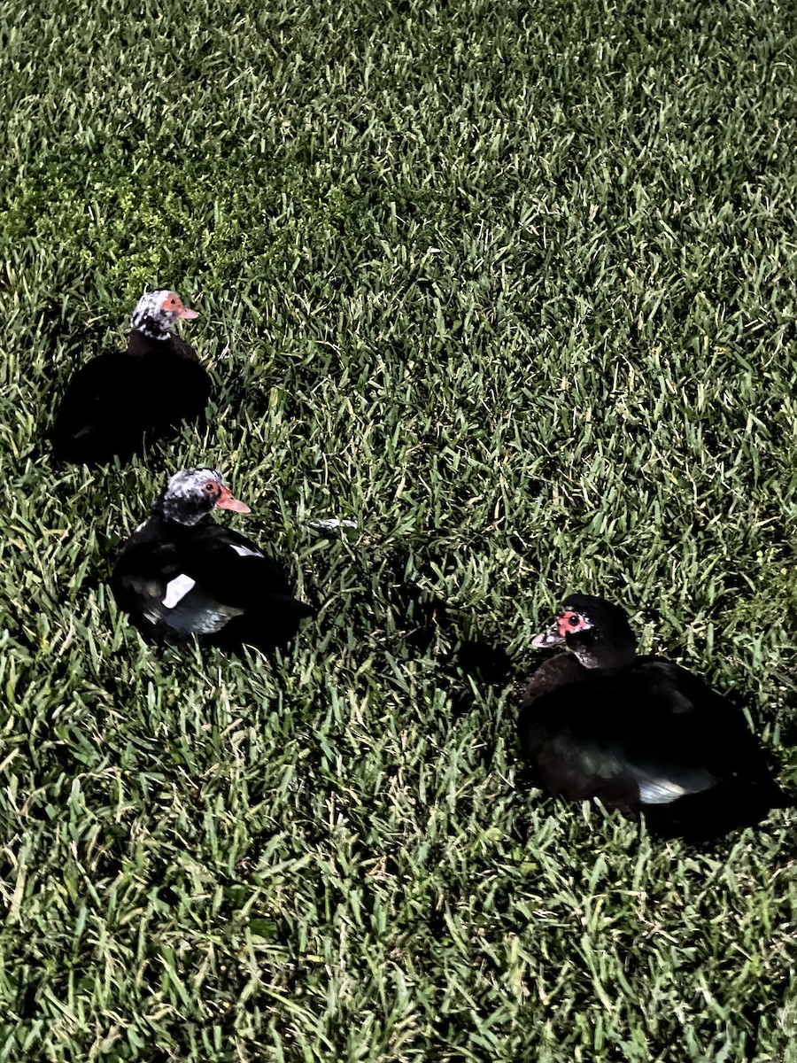 ノバリケン（家畜） - ML518571561