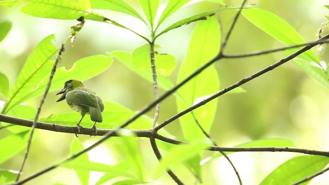 barbet rudohrdlý - ML518572