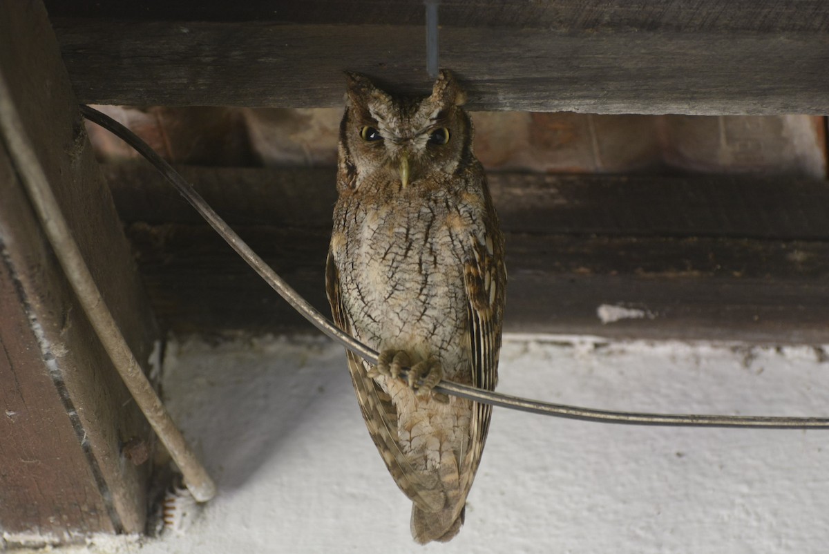 Tropical Screech-Owl - ML518572121