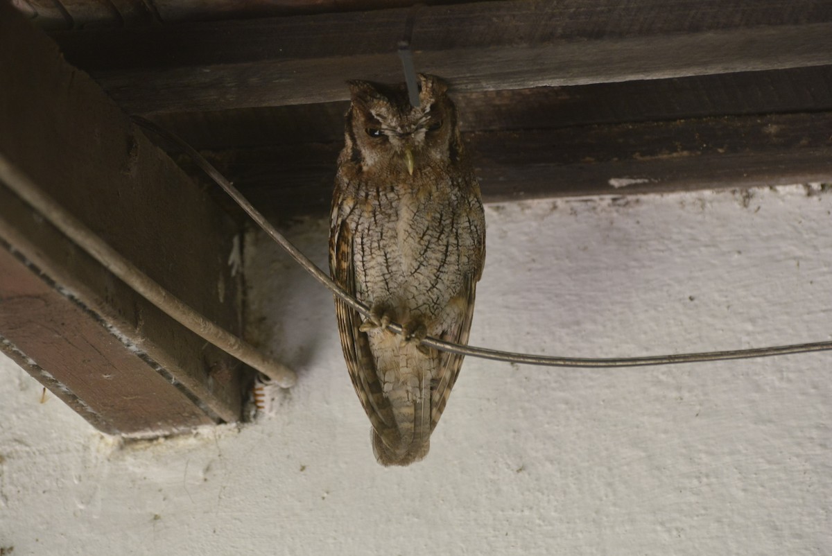 Tropical Screech-Owl - ML518572131