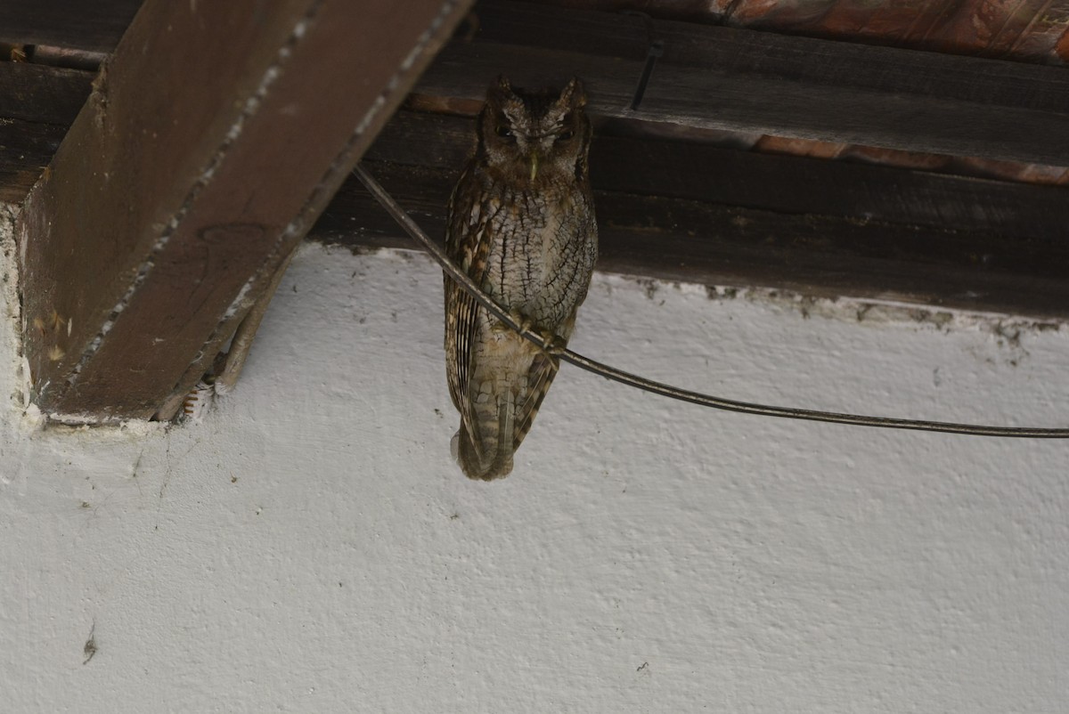 Tropical Screech-Owl - ML518572151