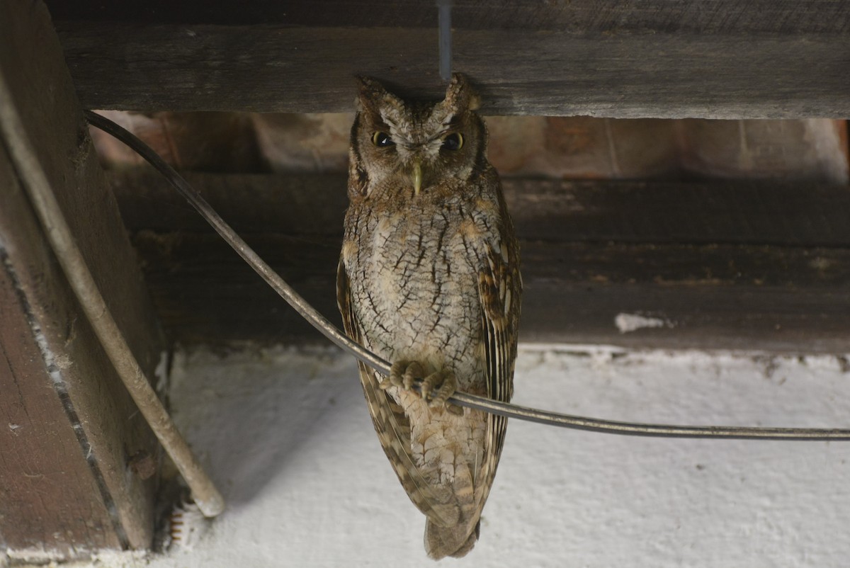 Tropical Screech-Owl - ML518572191