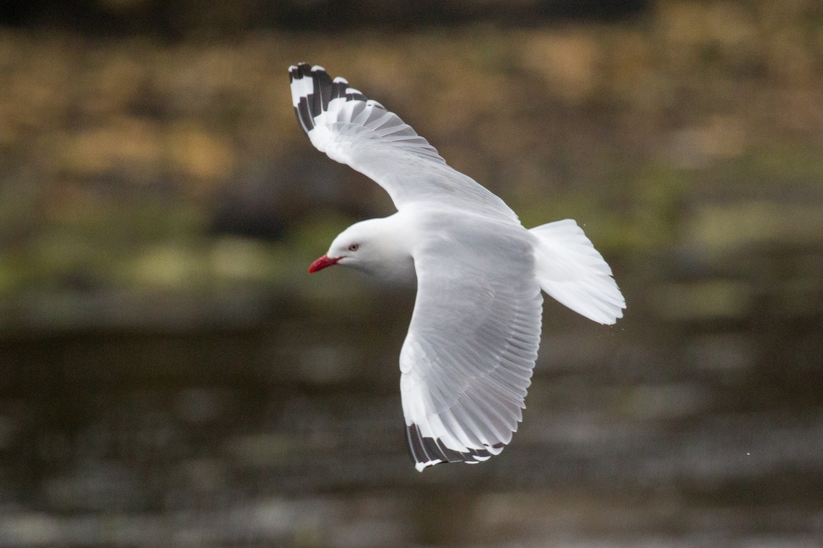 Mouette argentée (scopulinus) - ML518572571