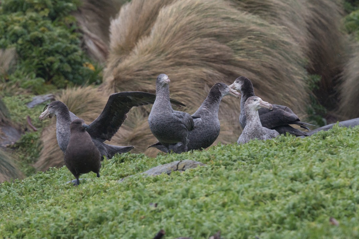 Northern Giant-Petrel - ML518572621