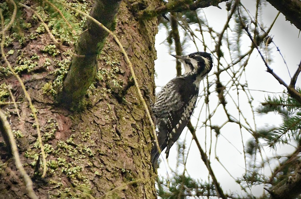 Eurasian Three-toed Woodpecker - Tomáš Grim
