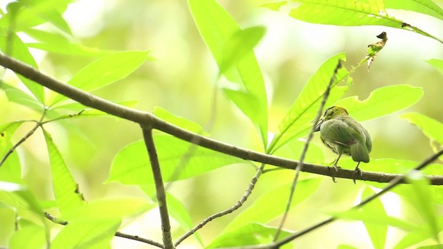 barbet rudohrdlý - ML518573