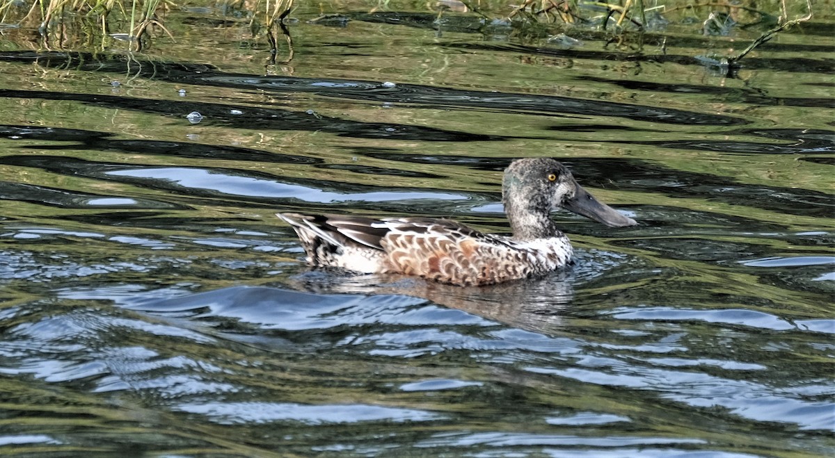 Northern Shoveler - ML518573371