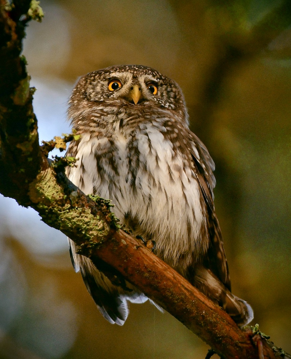 Eurasian Pygmy-Owl - ML518573641