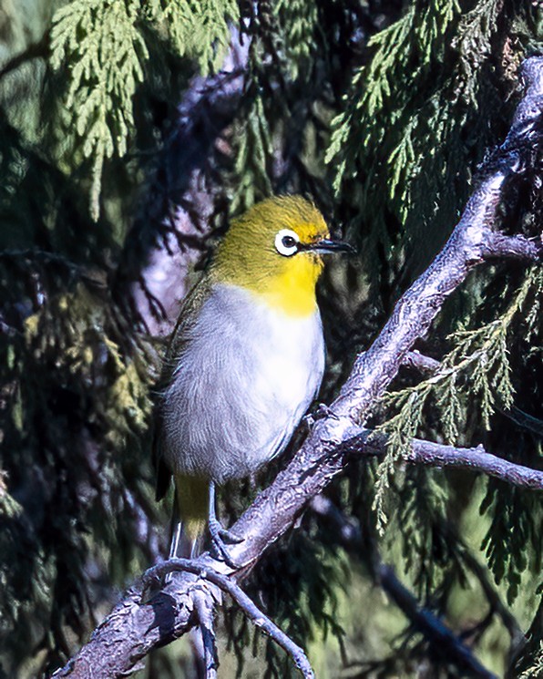 Heuglin's White-eye (Ethiopian) - ML518575781