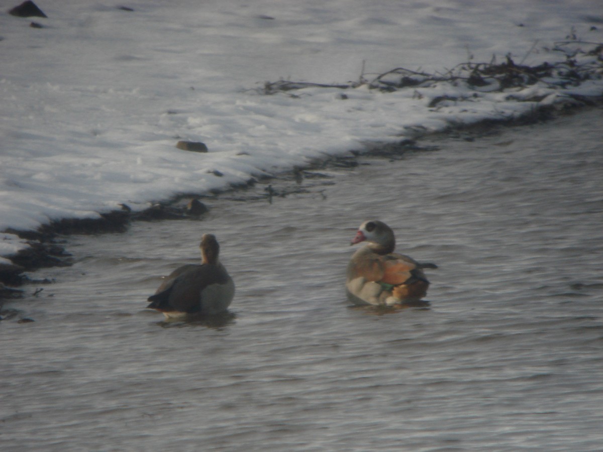 Egyptian Goose - ML518576031