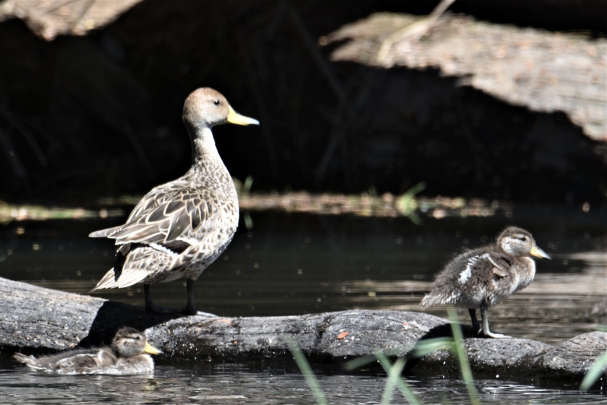 Yellow-billed Pintail - ML518577541