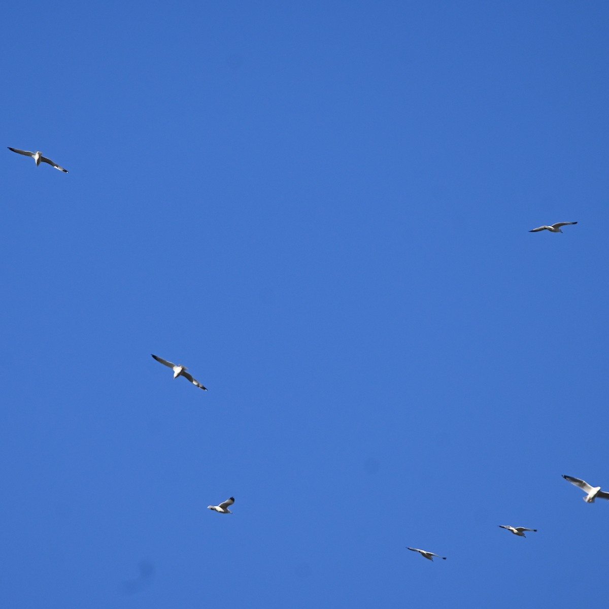 Ring-billed Gull - ML518579691