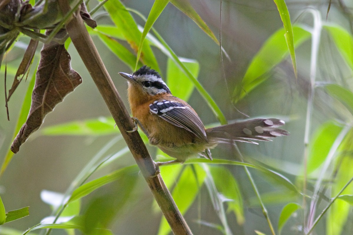 Bertoni's Antbird - Marbry Hopkins