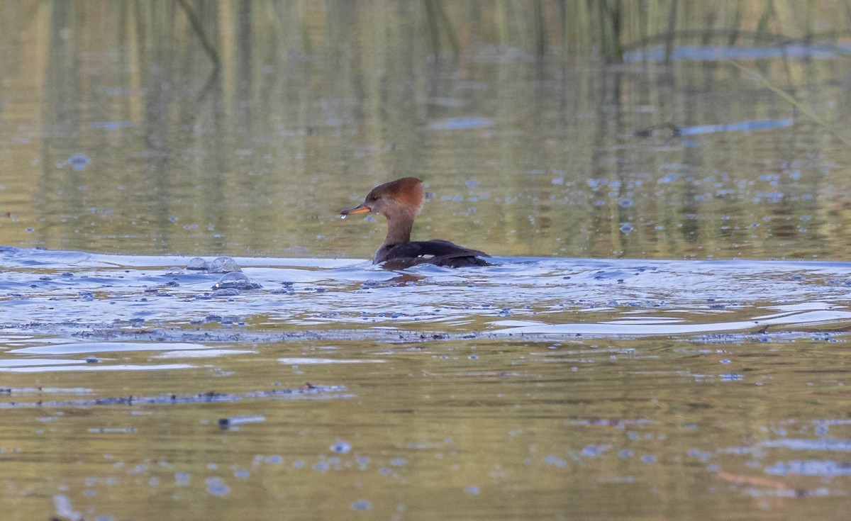 Hooded Merganser - ML518582711