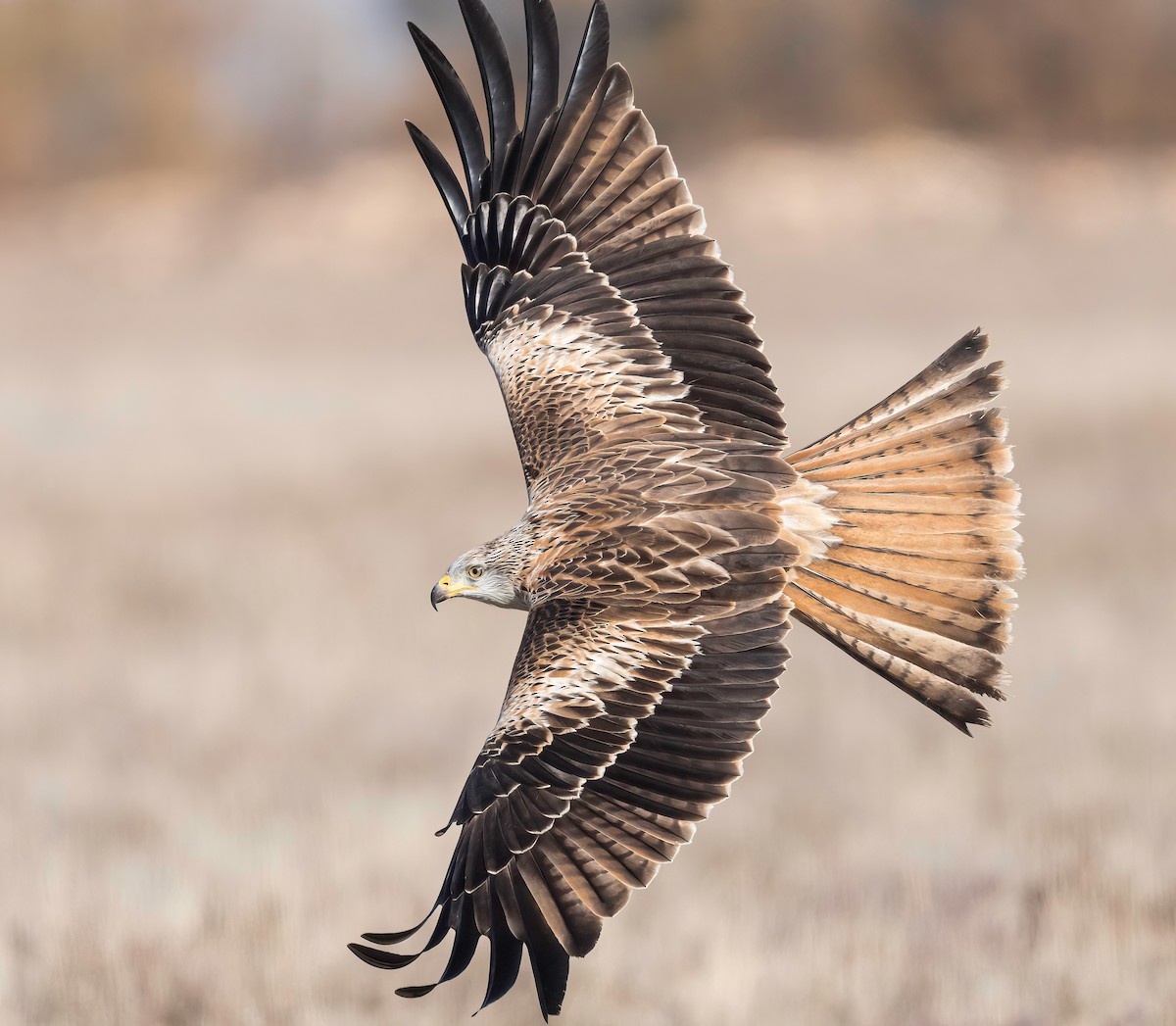 Red Kite - Manuel Fernandez-Bermejo