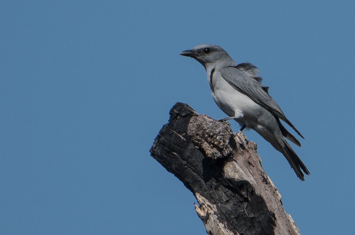 Oriental Cuckooshrike - Bill Bacon