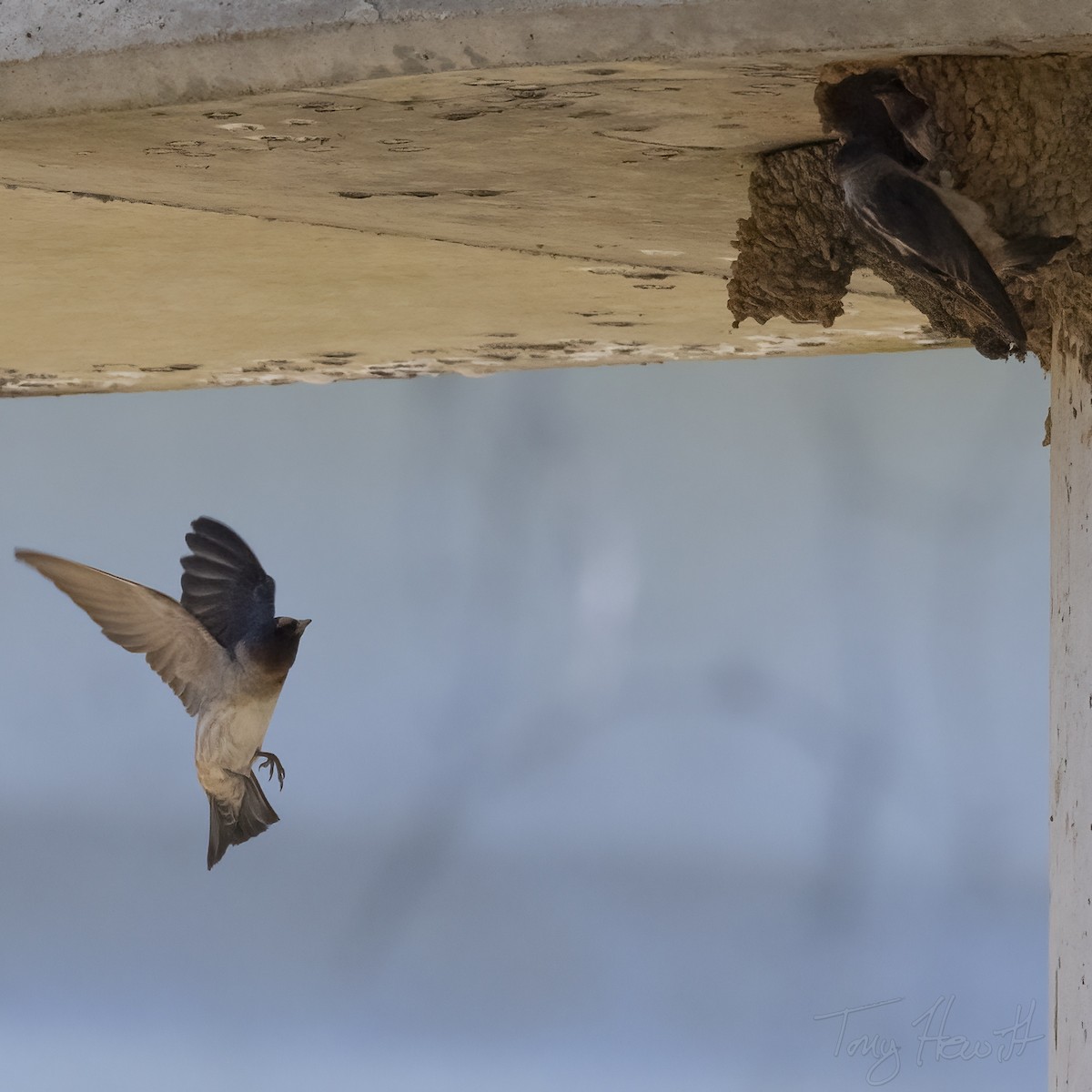 Cliff Swallow - ML518586061