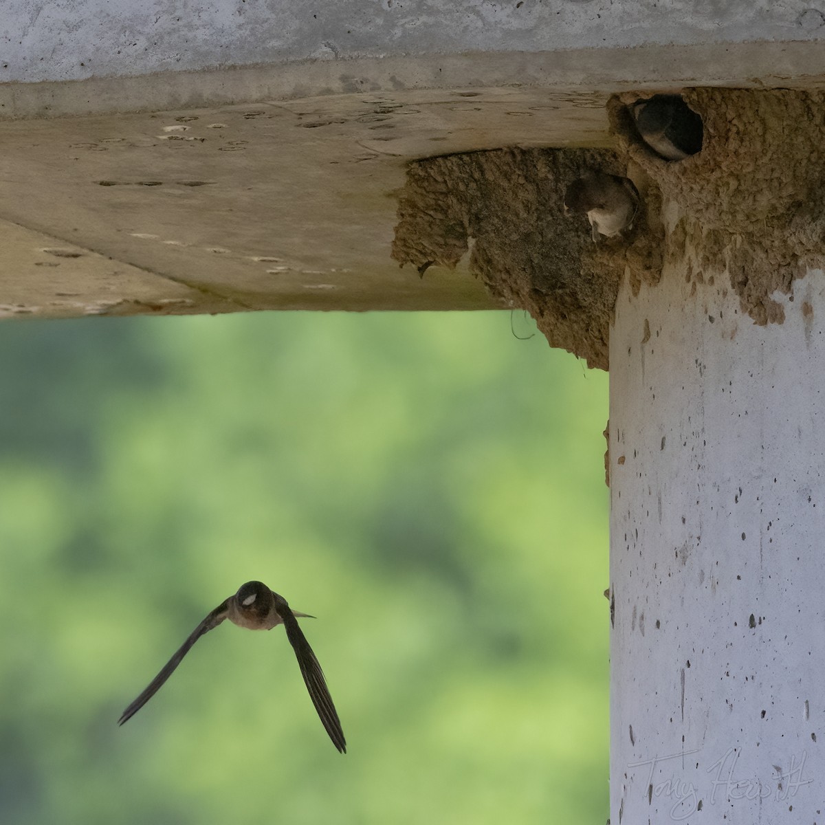 Hirondelle à front blanc - ML518586071