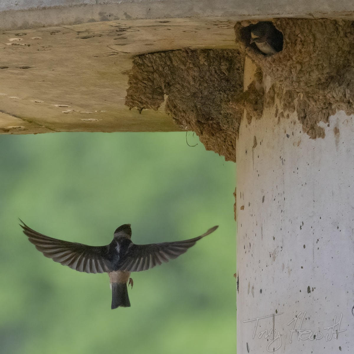 Cliff Swallow - ML518586081