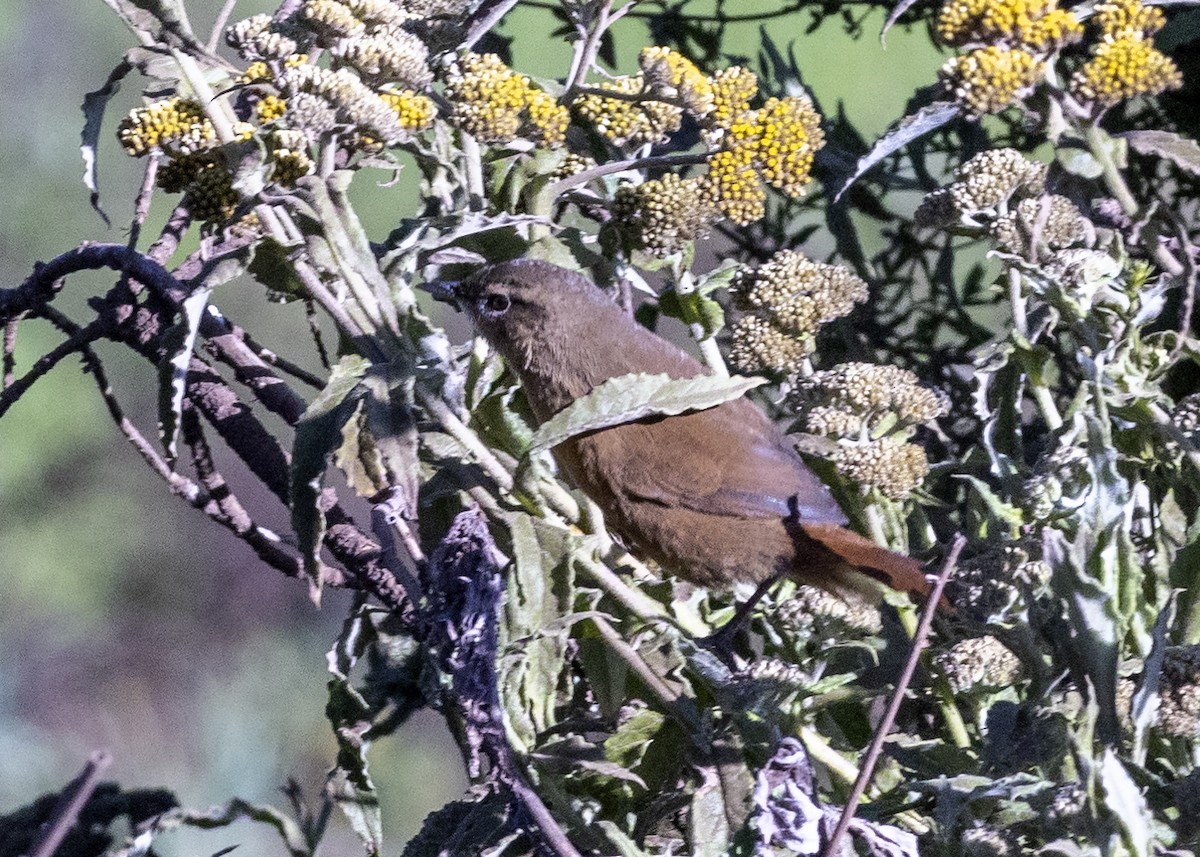 Cinnamon Bracken-Warbler - Bob Martinka