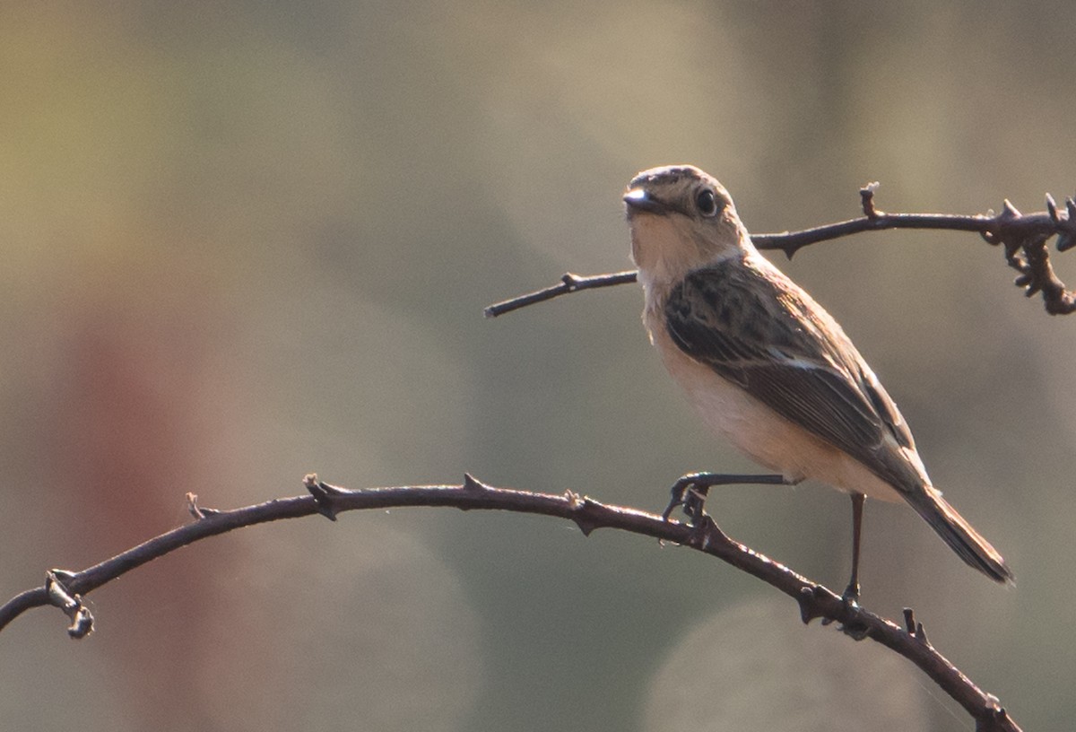 Amur Stonechat - Bill Bacon