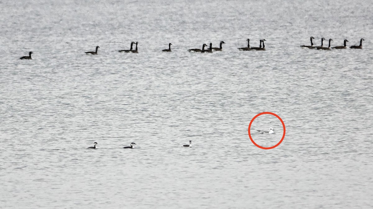 Bonaparte's Gull - ML518590501