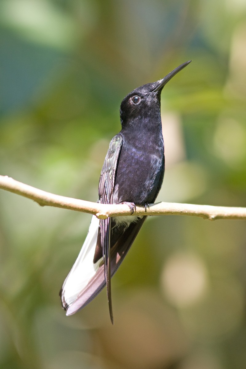 kolibřík černobílý - ML51859071