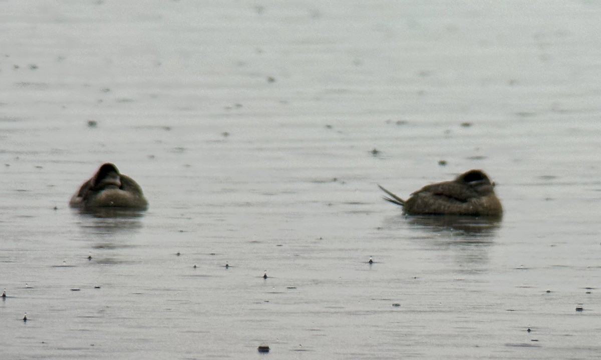 Ruddy Duck - ML518591441