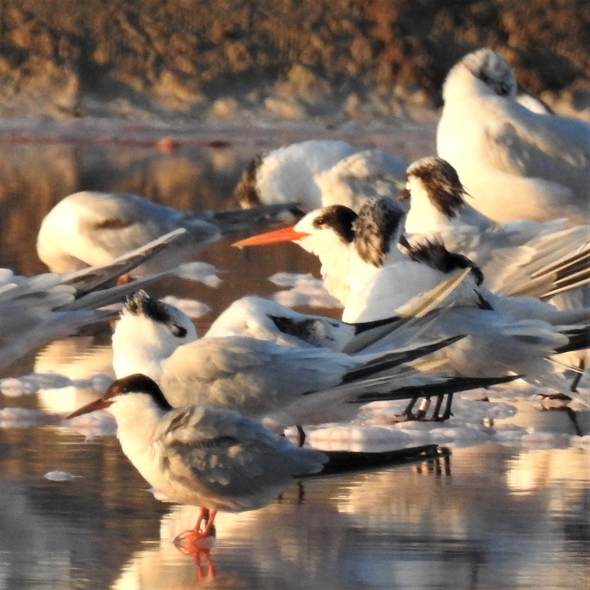 Elegant Tern - ML518591621