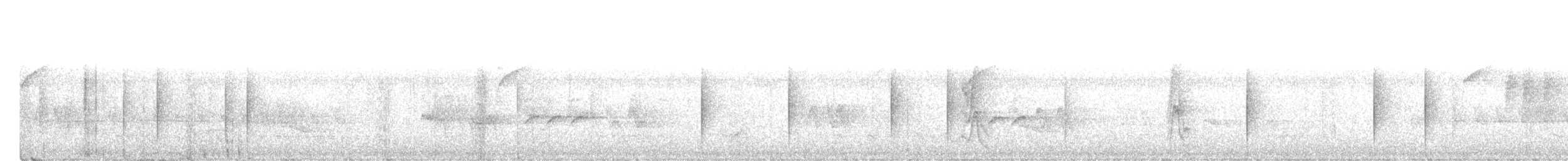 Манакін-короткокрил білочеревий - ML518592091