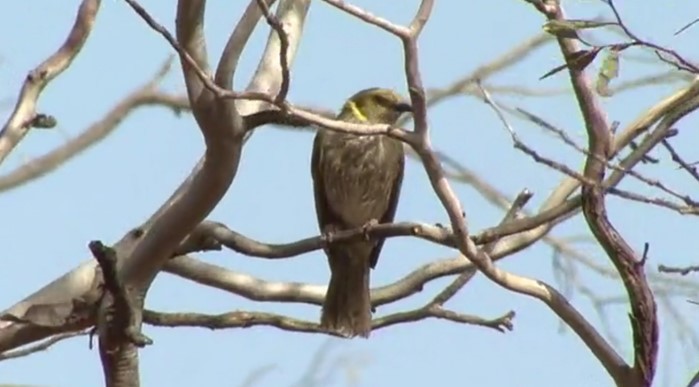 Yellow-plumed Honeyeater - Josep del Hoyo