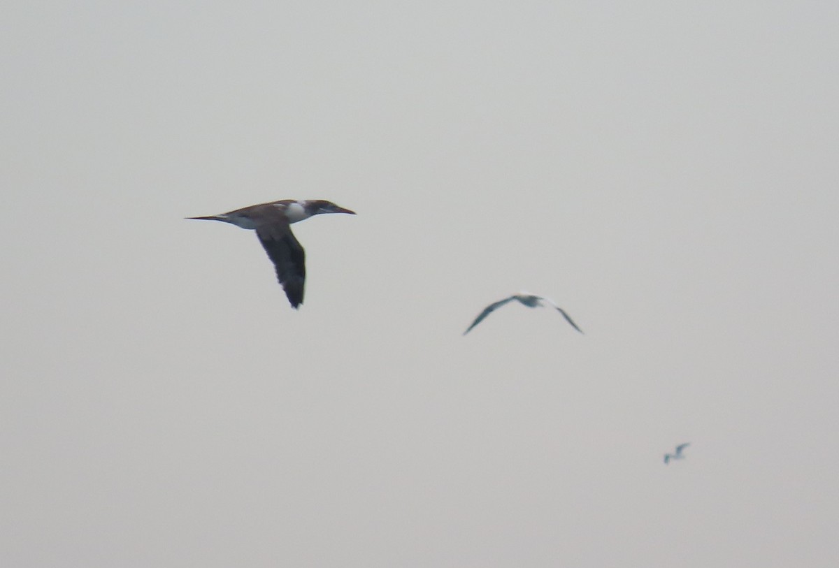 Northern Gannet - ML518592841