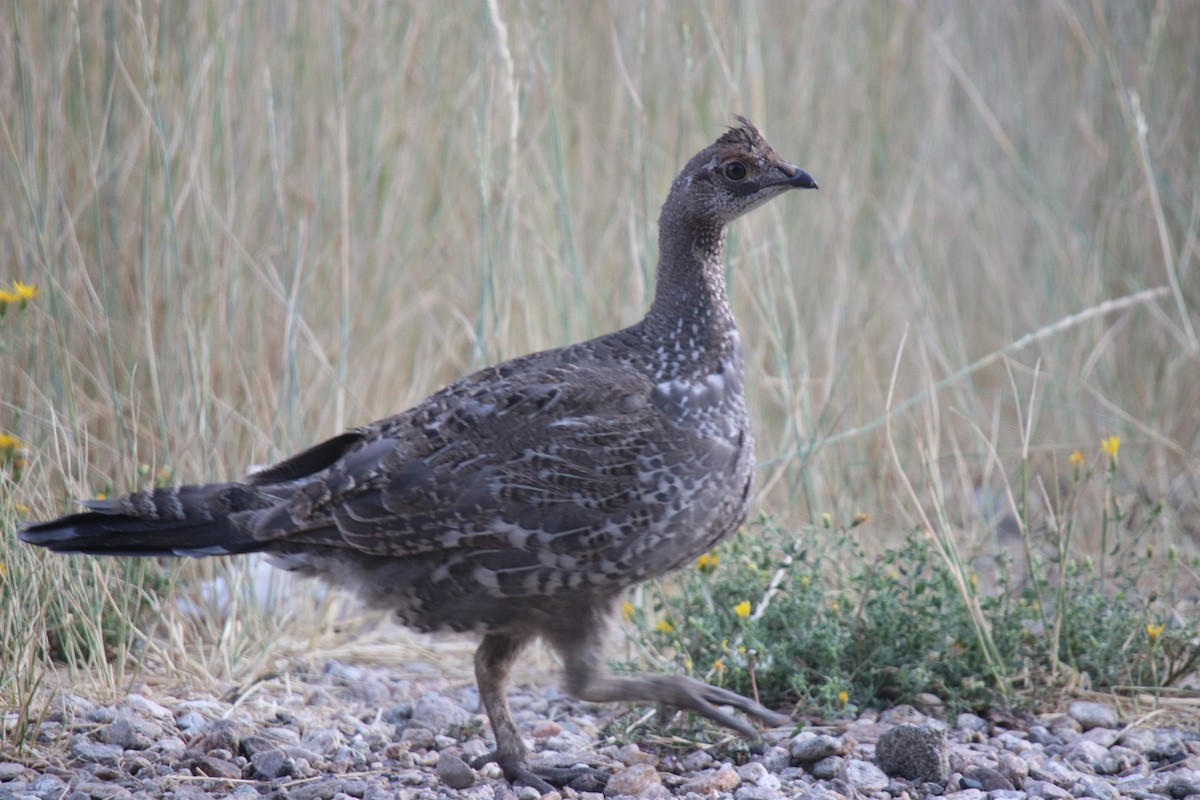 Dusky Grouse - ML518593191