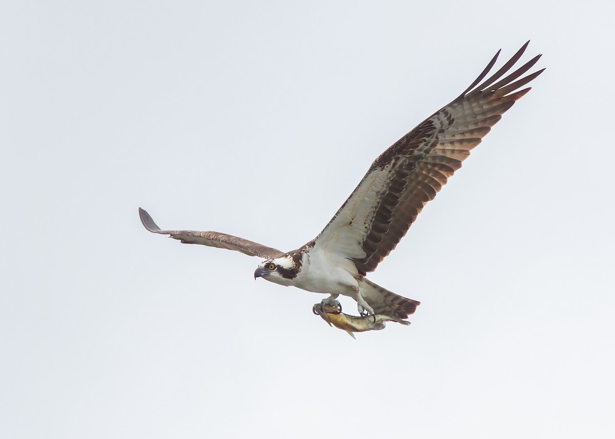 Osprey - Julio Mulero