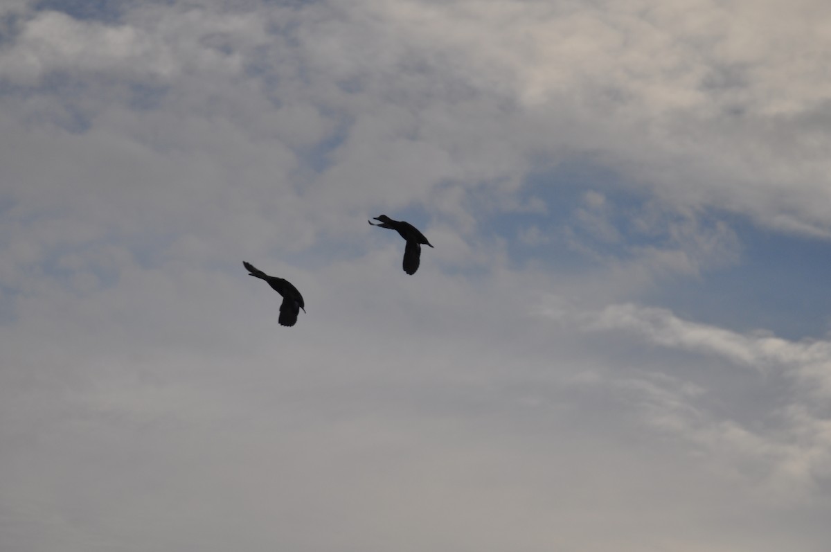 American Black Duck - ML518593821