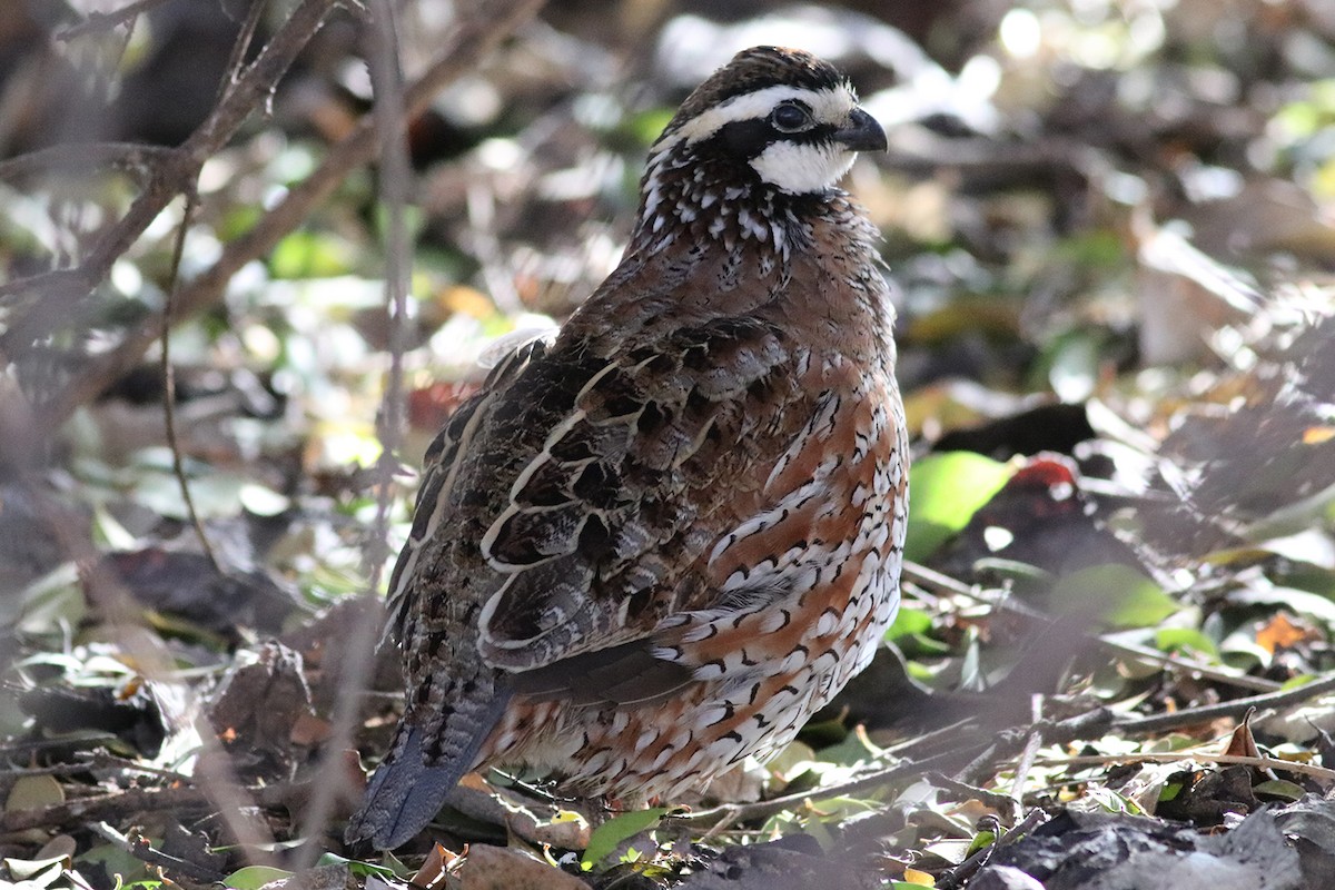 Northern Bobwhite - ML518593861