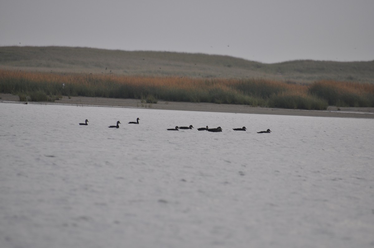 American Black Duck - ML518593961