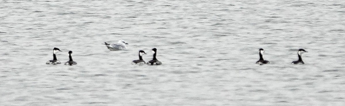 Horned Grebe - ML518594011