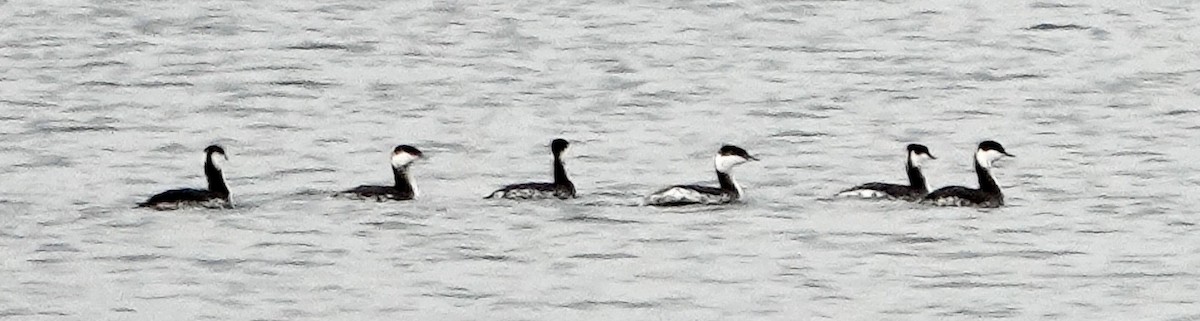 Horned Grebe - ML518594121